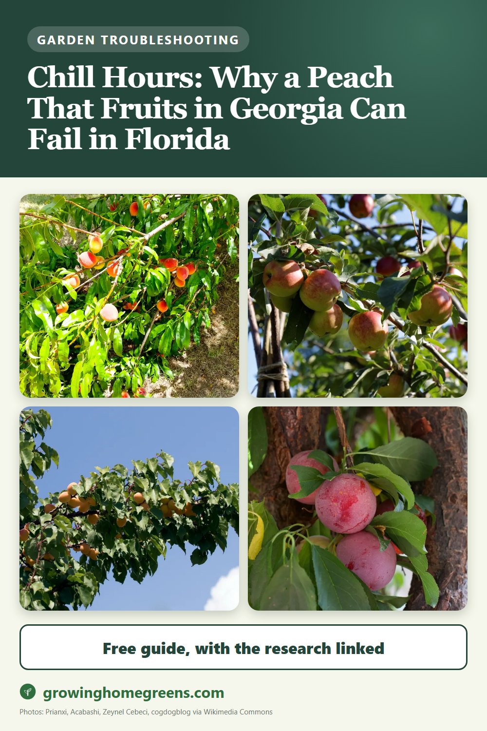 Chill Hours: Why a Peach That Fruits in Georgia Can Fail in Florida: gardening guide