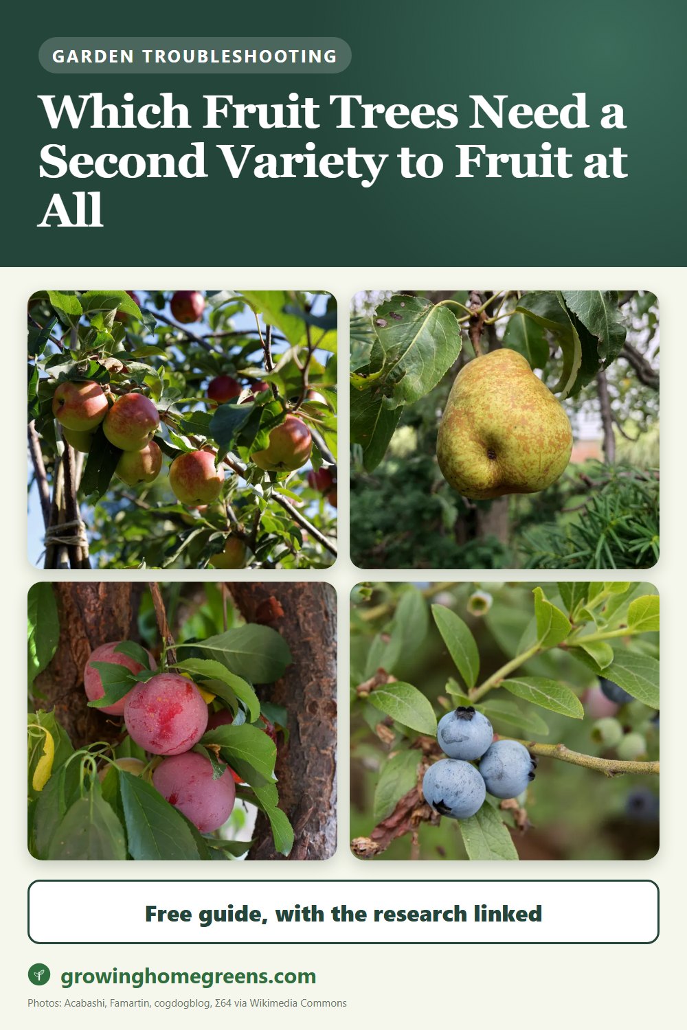 Which Fruit Trees Need a Second Variety to Fruit at All: gardening guide