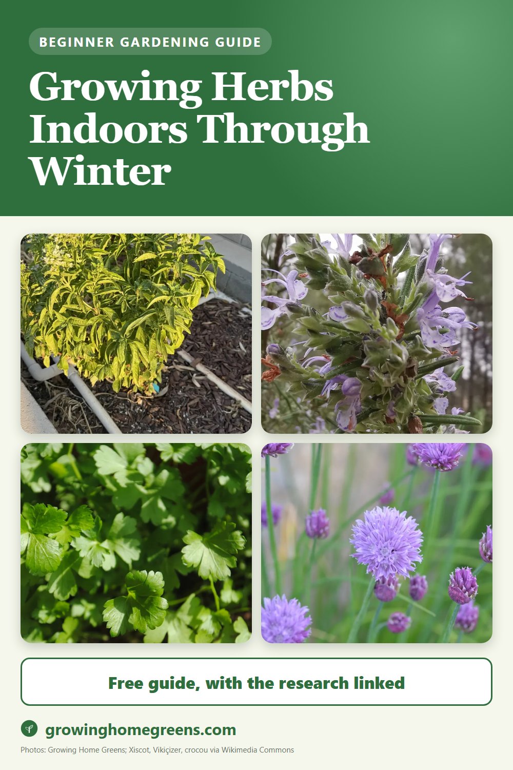 Growing Herbs Indoors Through Winter: gardening guide