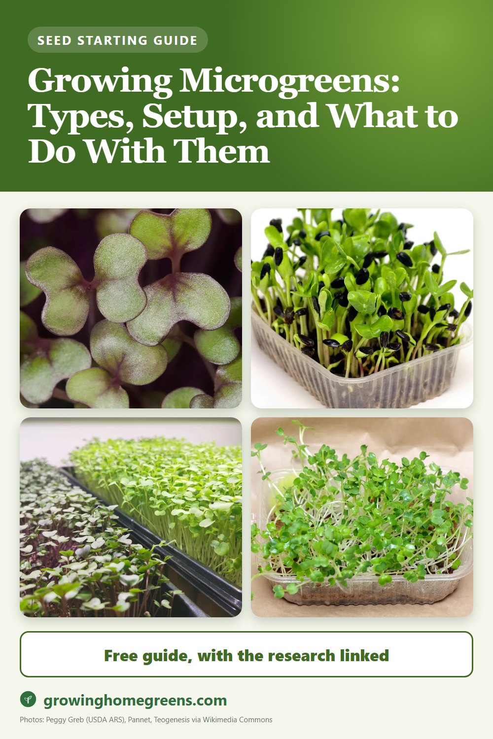 Growing Microgreens: Types, Setup, and What to Do With Them: gardening guide