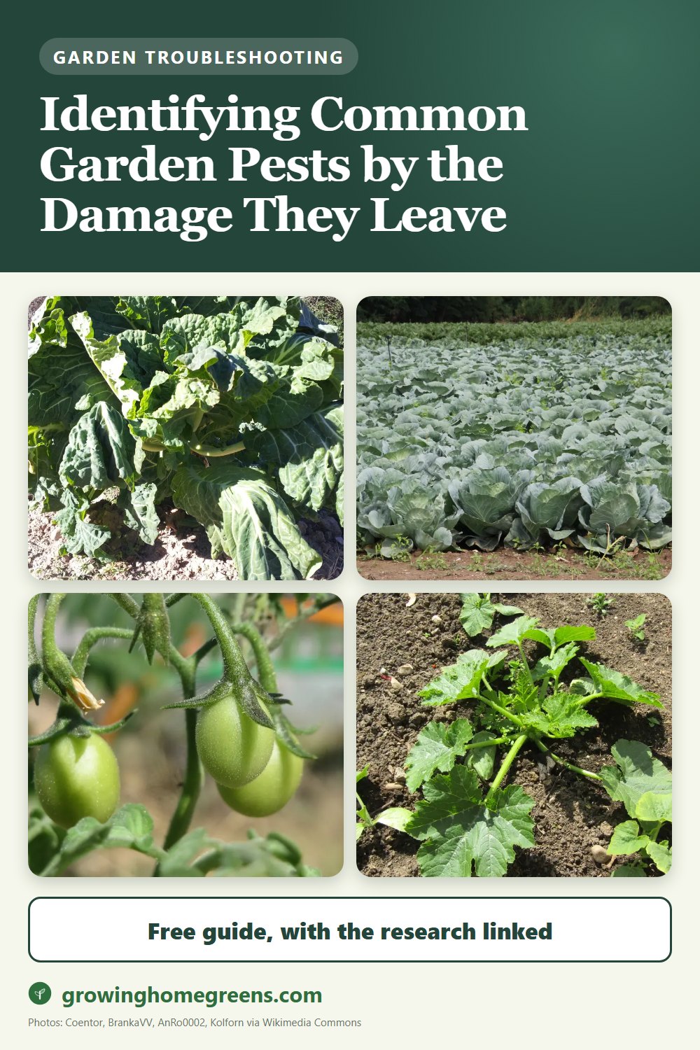 Identifying Common Garden Pests by the Damage They Leave: gardening guide