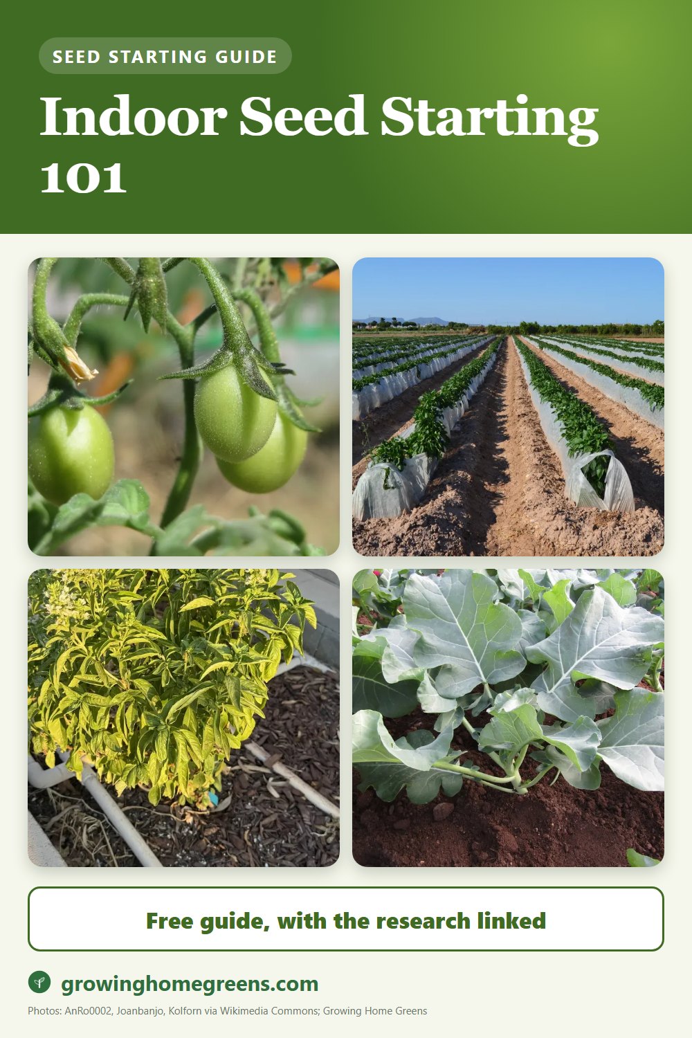 Indoor Seed Starting 101: gardening guide