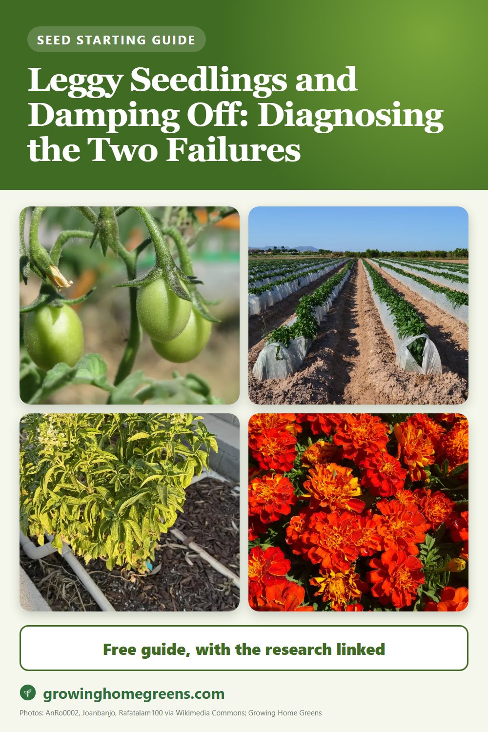 Leggy Seedlings and Damping Off: Diagnosing the Two Failures: gardening guide