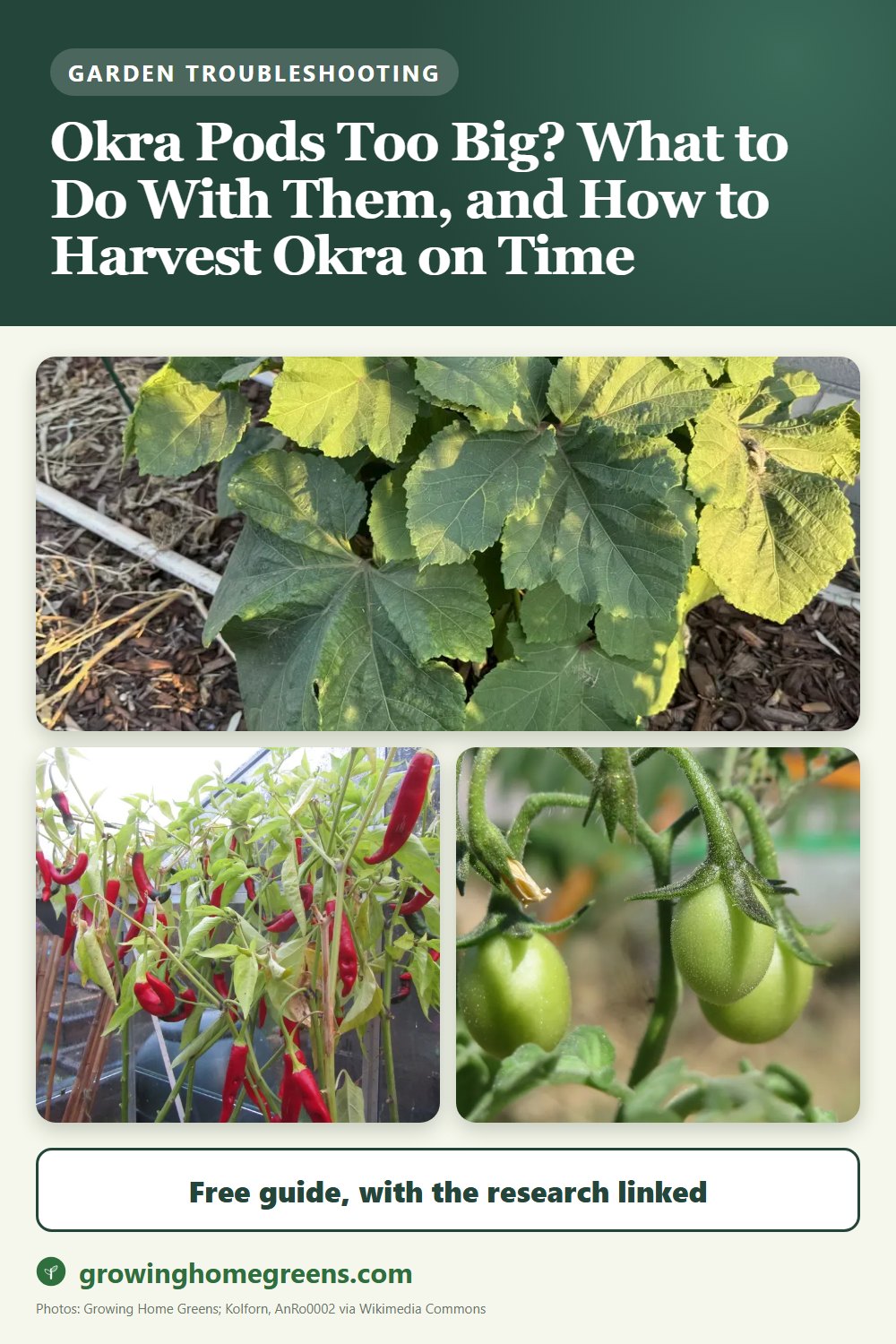 Okra Pods Too Big? What to Do With Them, and How to Harvest Okra on Time: gardening guide