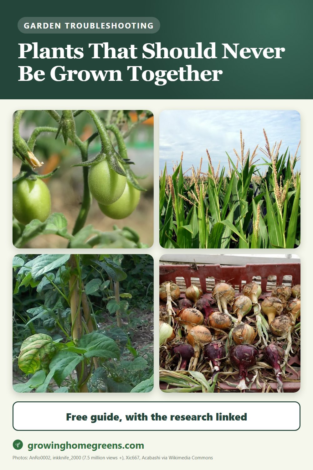 Plants That Should Never Be Grown Together: gardening guide