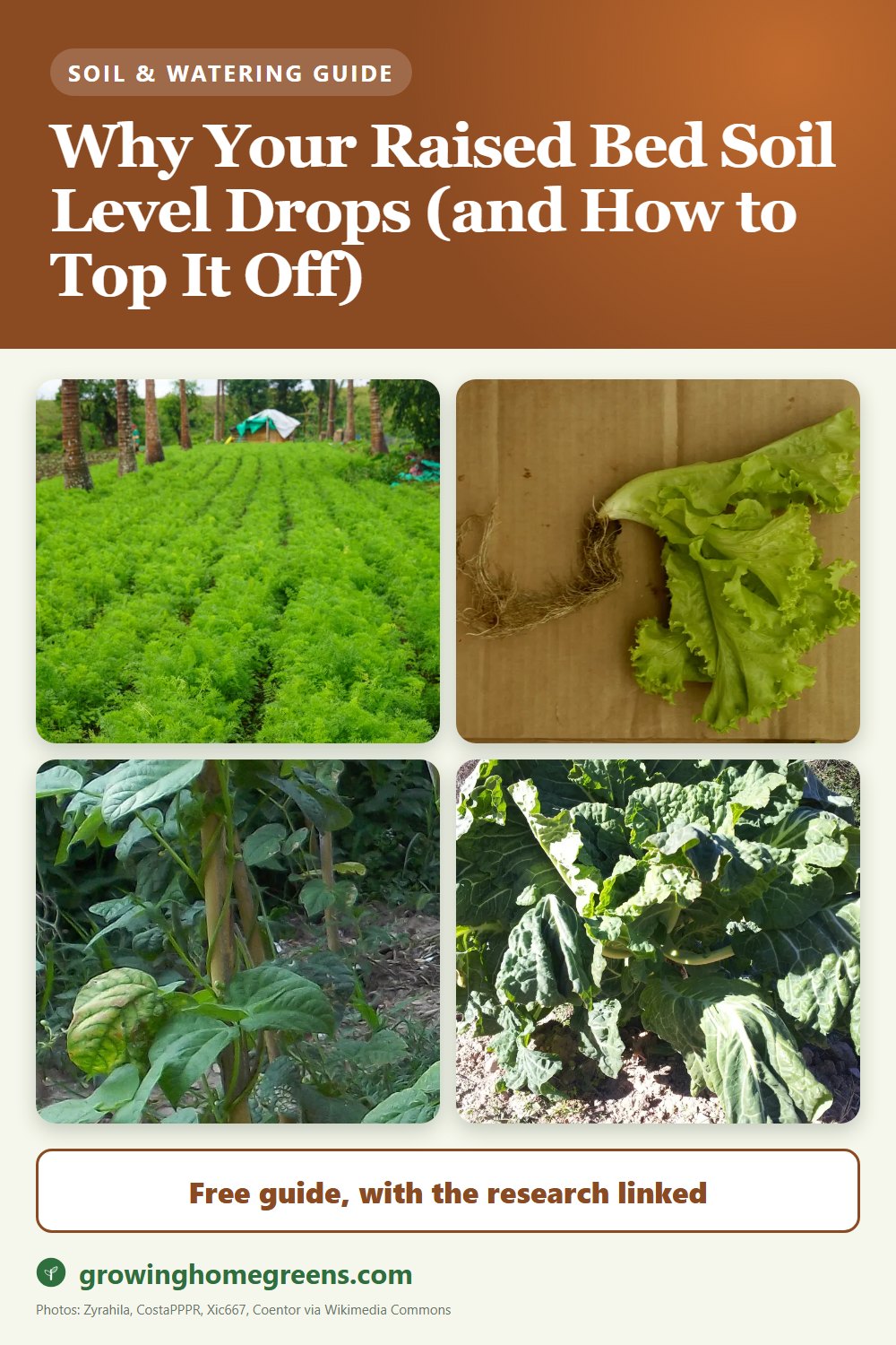 Why Your Raised Bed Soil Level Drops (and How to Top It Off): gardening guide