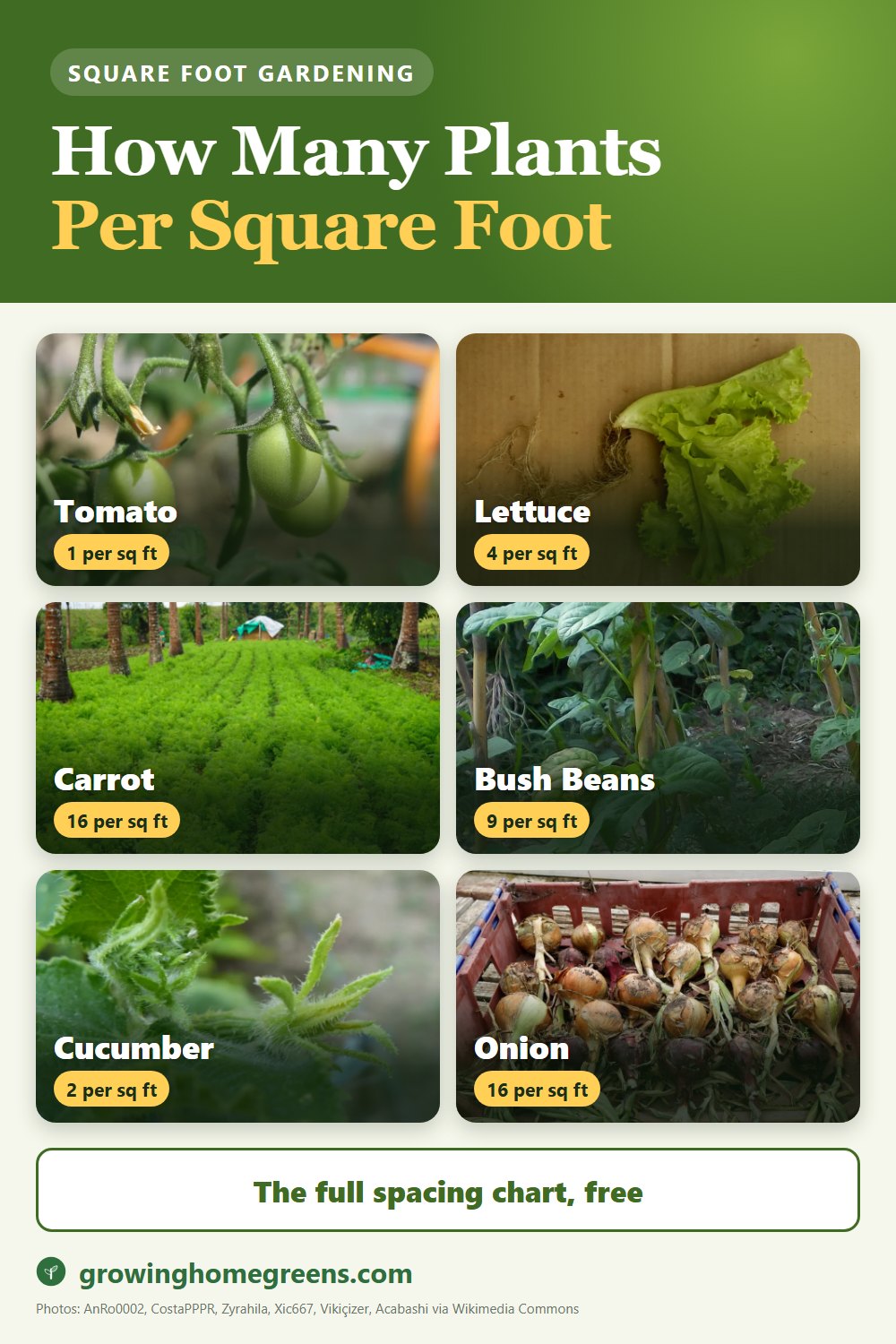 Square Foot Gardening Basics: gardening guide