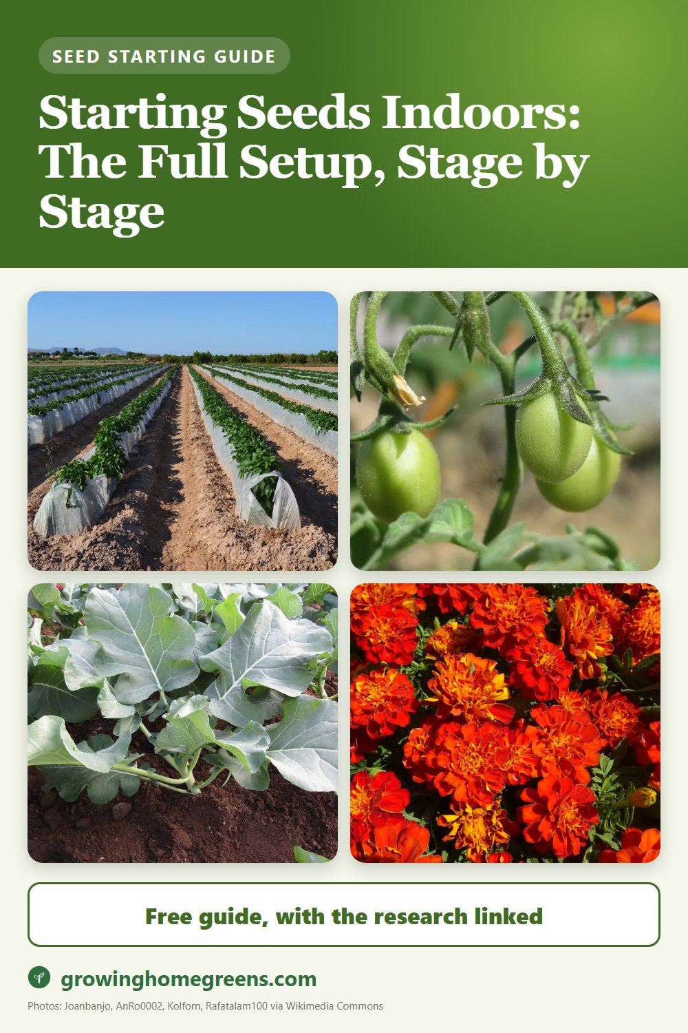 Starting Seeds Indoors: The Full Setup, Stage by Stage: gardening guide