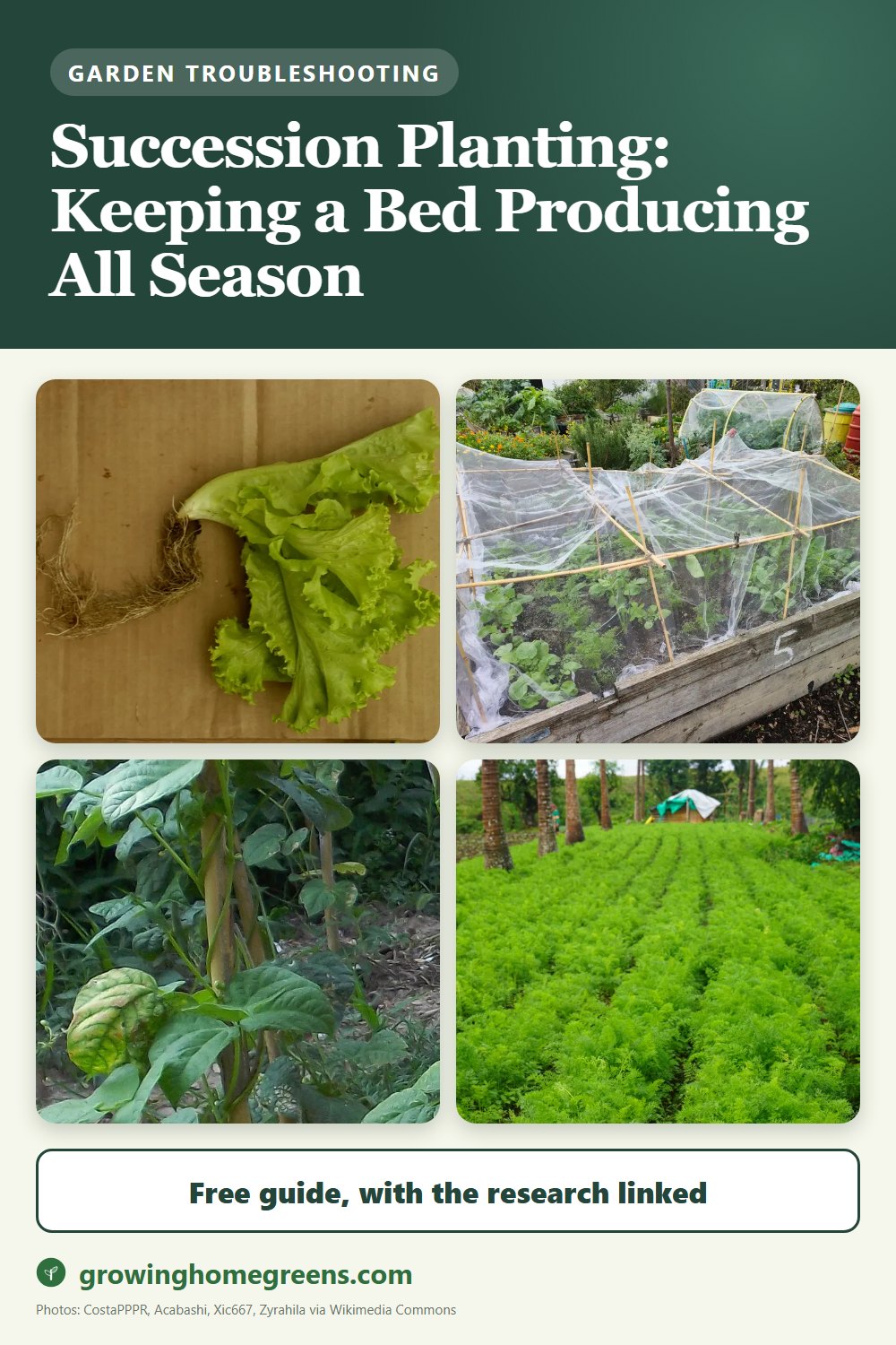 Succession Planting: Keeping a Bed Producing All Season: gardening guide