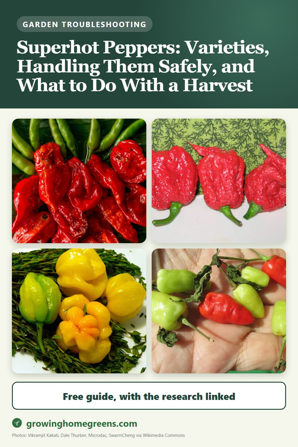 Superhot Peppers: Varieties, Handling Them Safely, and What to Do With a Harvest: gardening guide