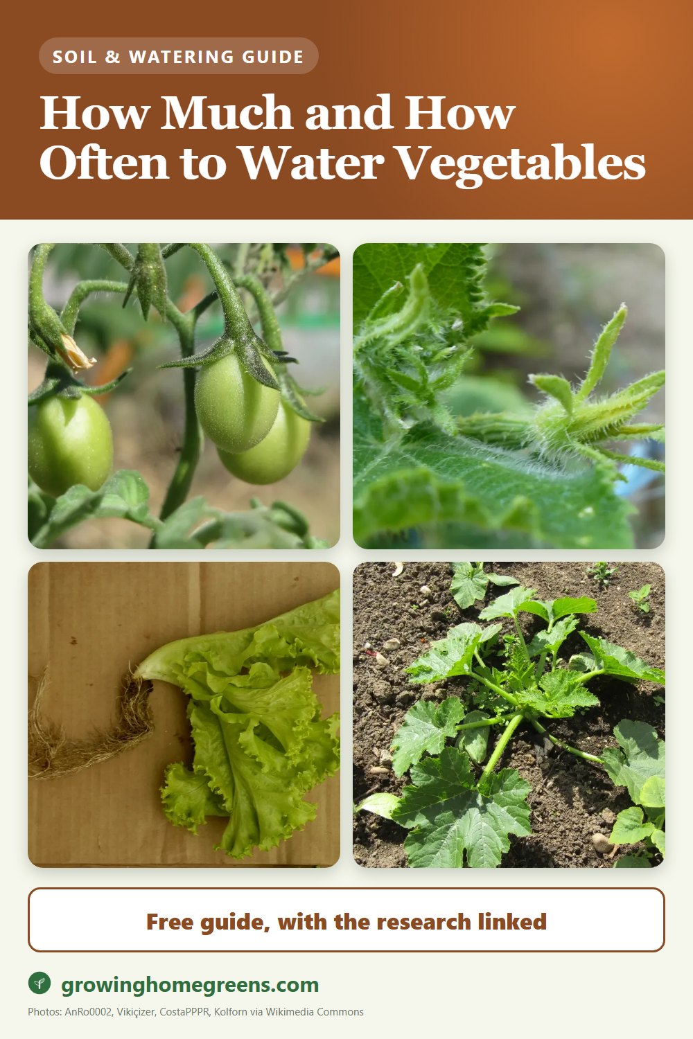 How Much and How Often to Water Vegetables: gardening guide