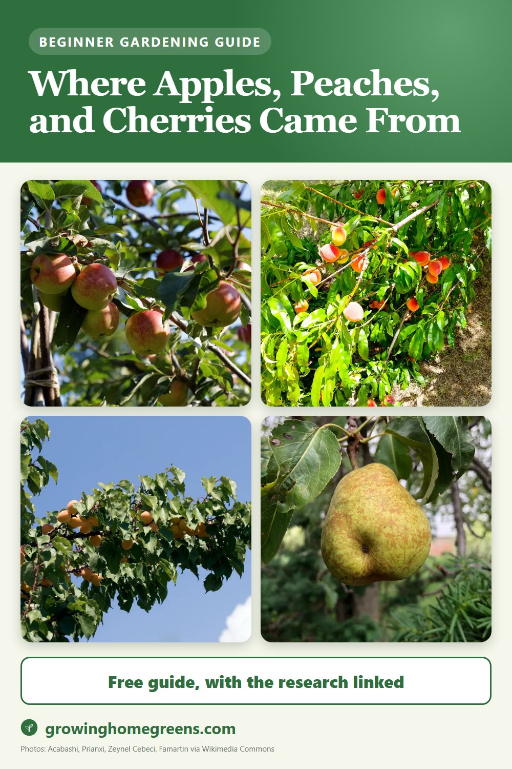 Where Apples, Peaches, and Cherries Came From: gardening guide