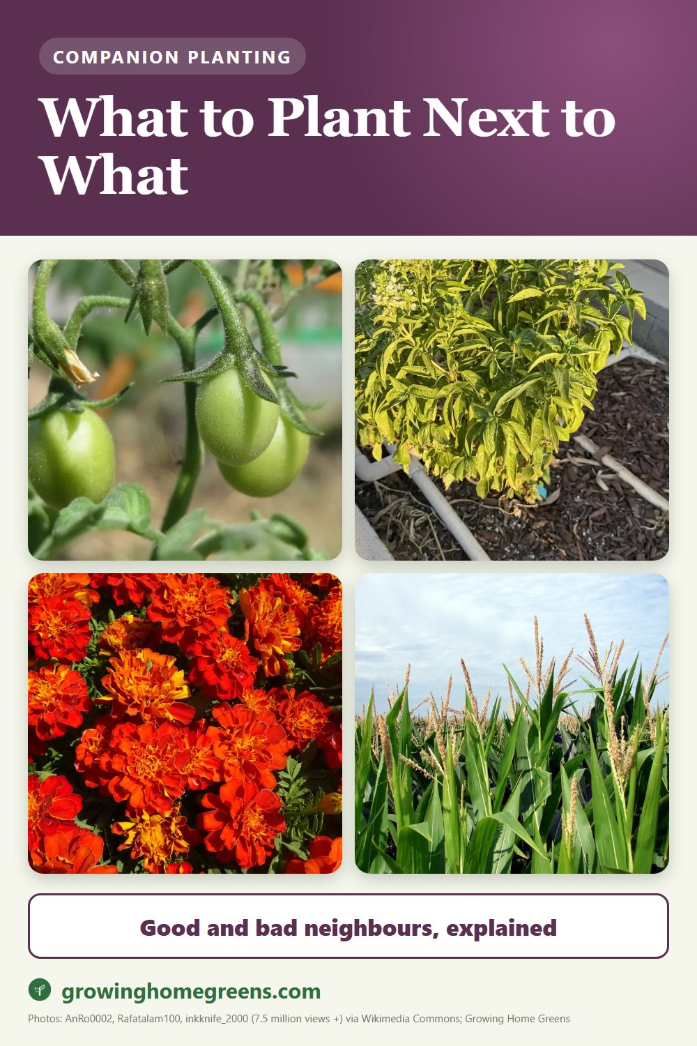 Companion planting guide for Naga Viper Pepper