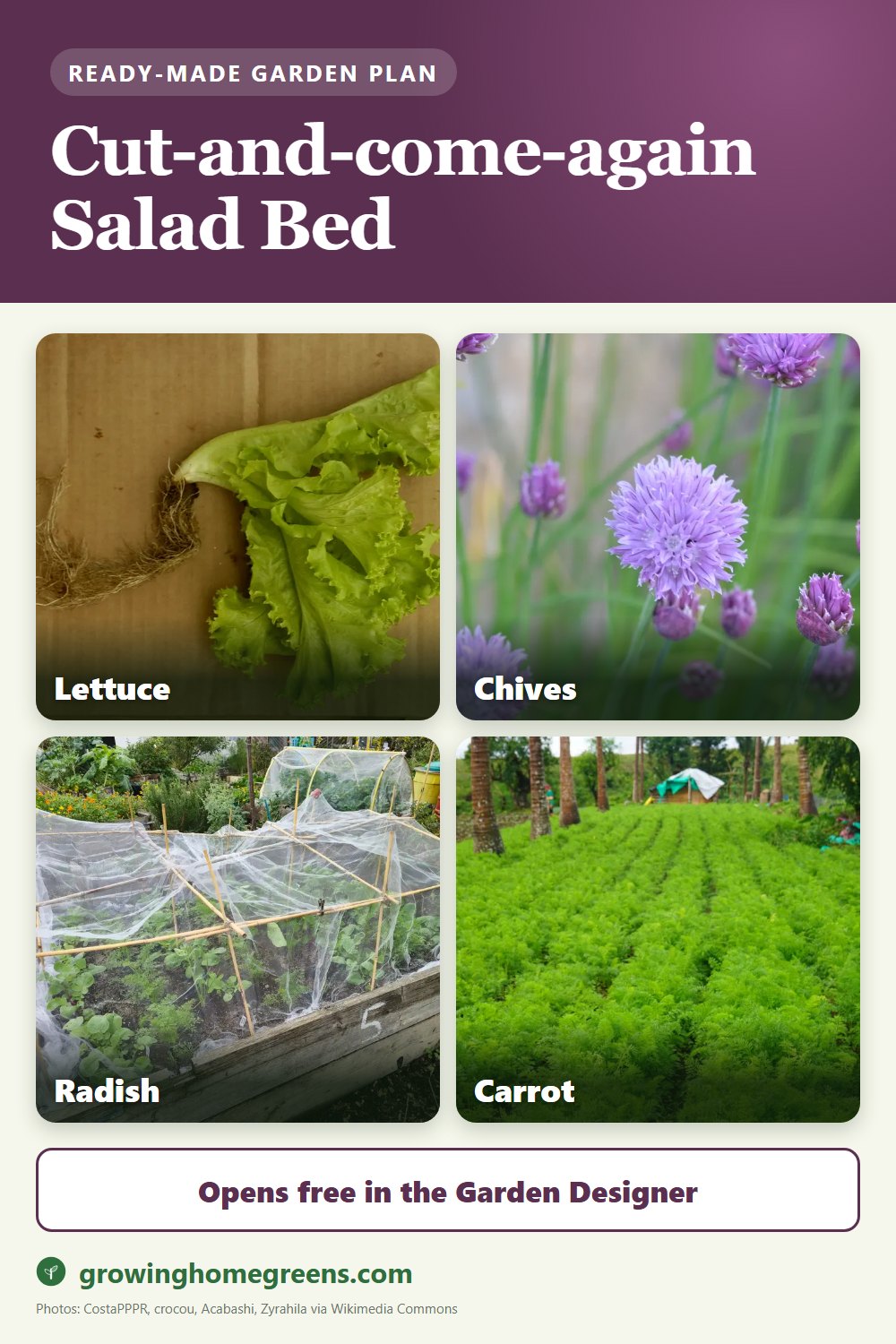 A cut-and-come-again salad bed
