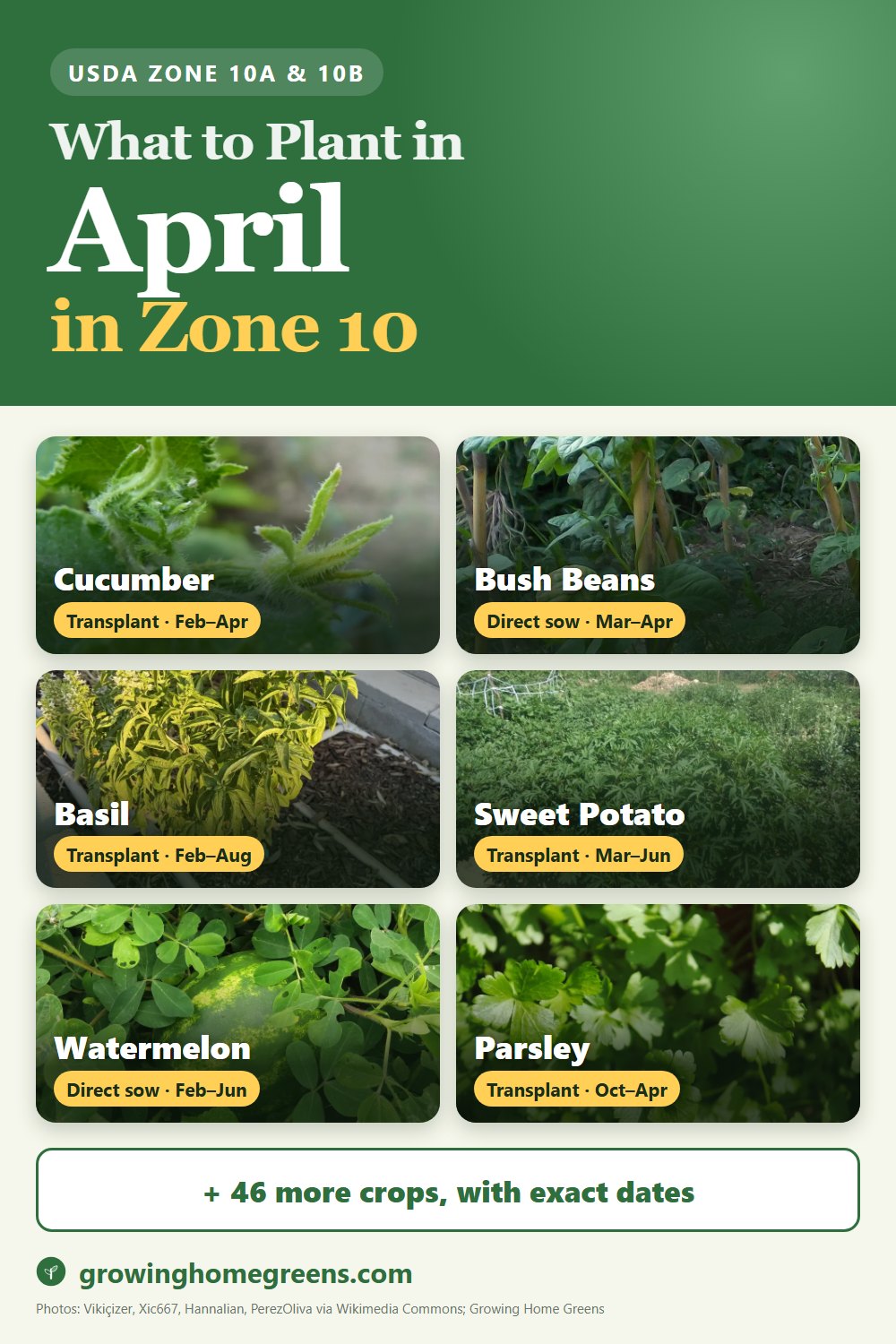 What to plant in April in zone 10: cucumber, bush beans, basil, sweet potato and more