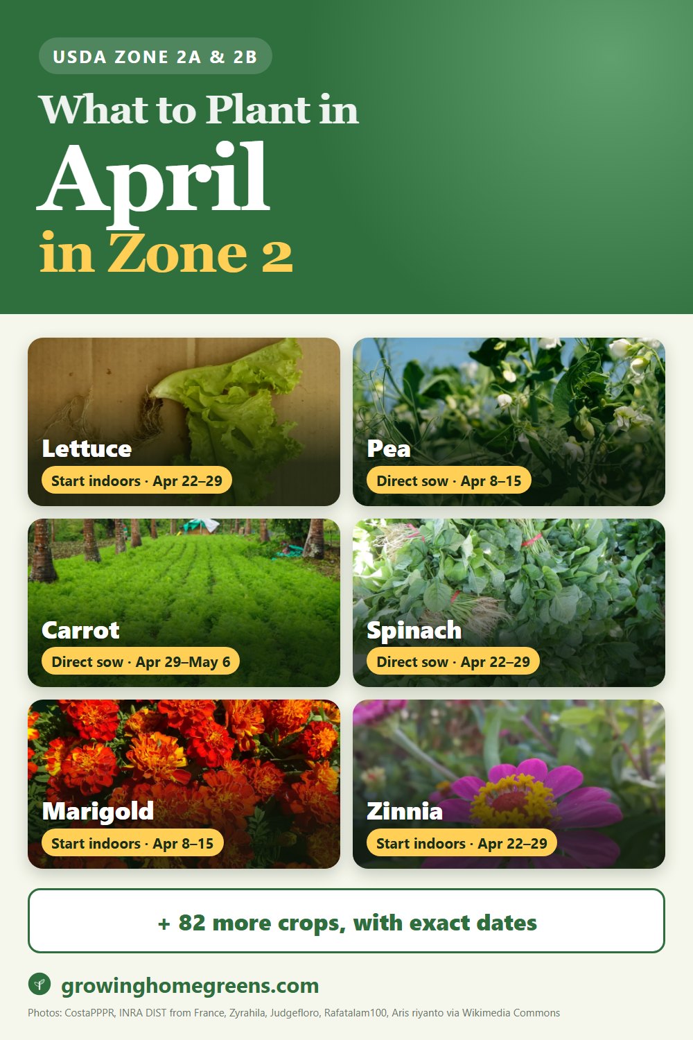 What to plant in April in zone 2: lettuce, pea, carrot, spinach and more