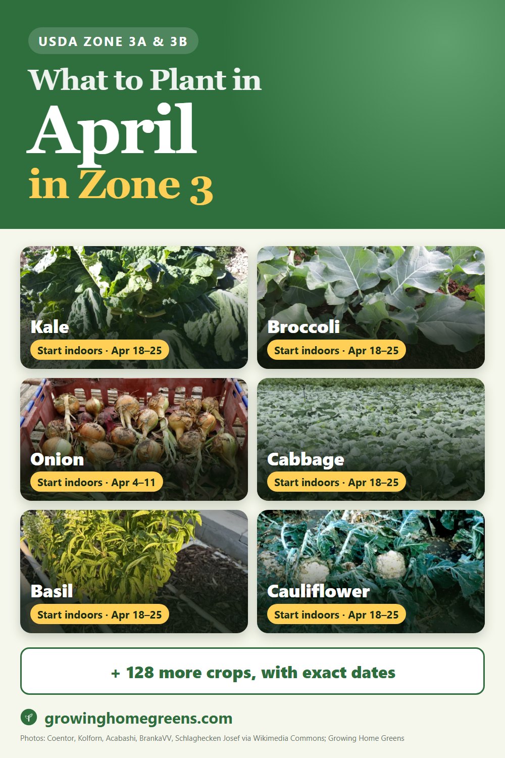 What to plant in April in zone 3: kale, broccoli, onion, cabbage and more