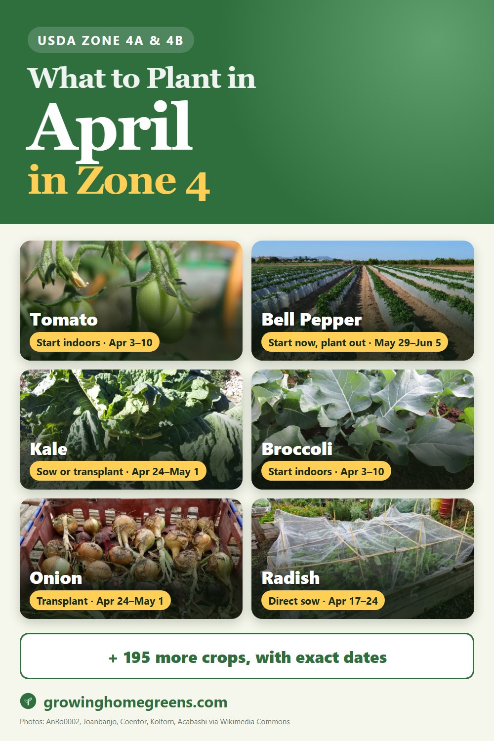 What to plant in April in zone 4: tomato, bell pepper, kale, broccoli and more