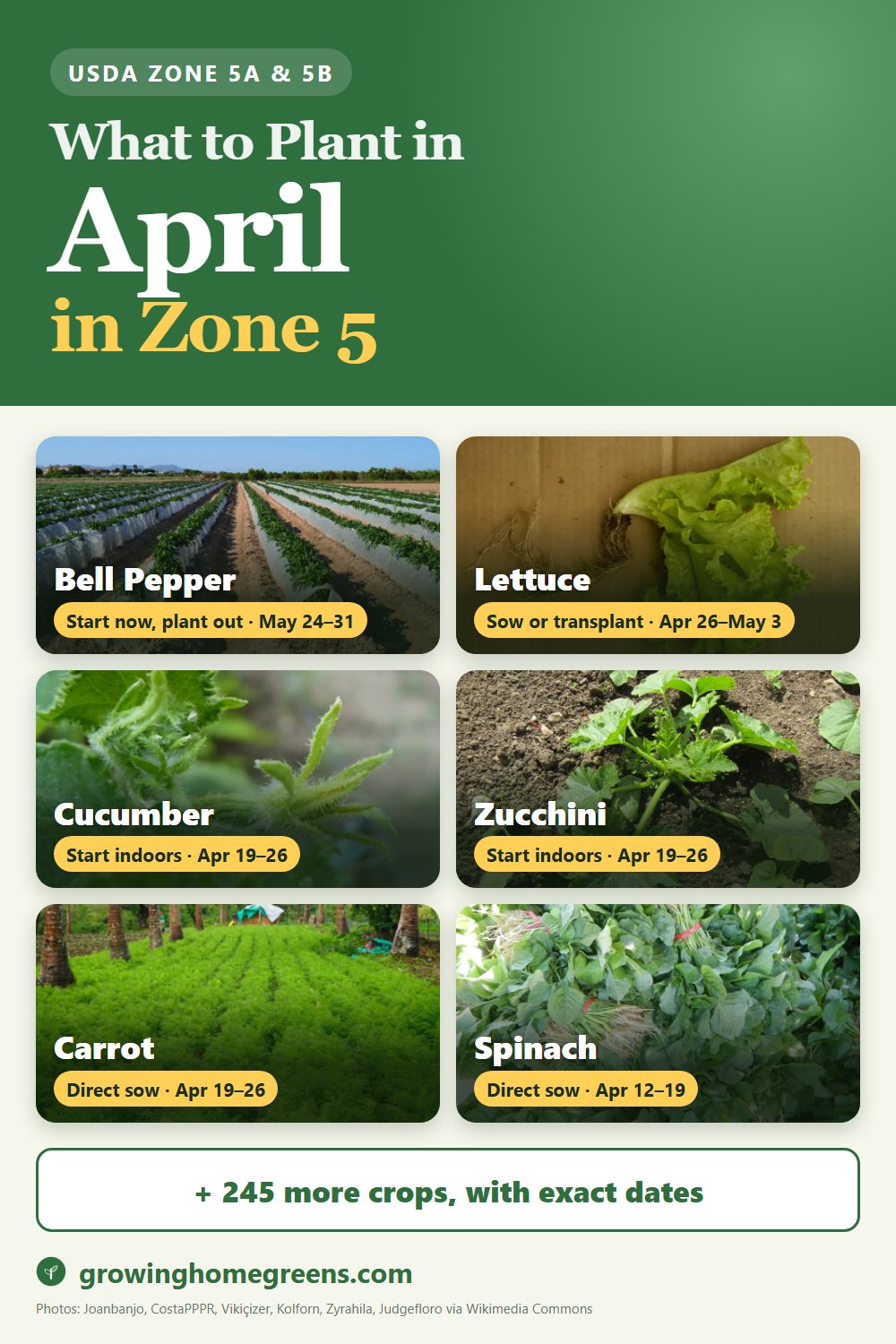 What to plant in April in zone 5: bell pepper, lettuce, cucumber, zucchini and more