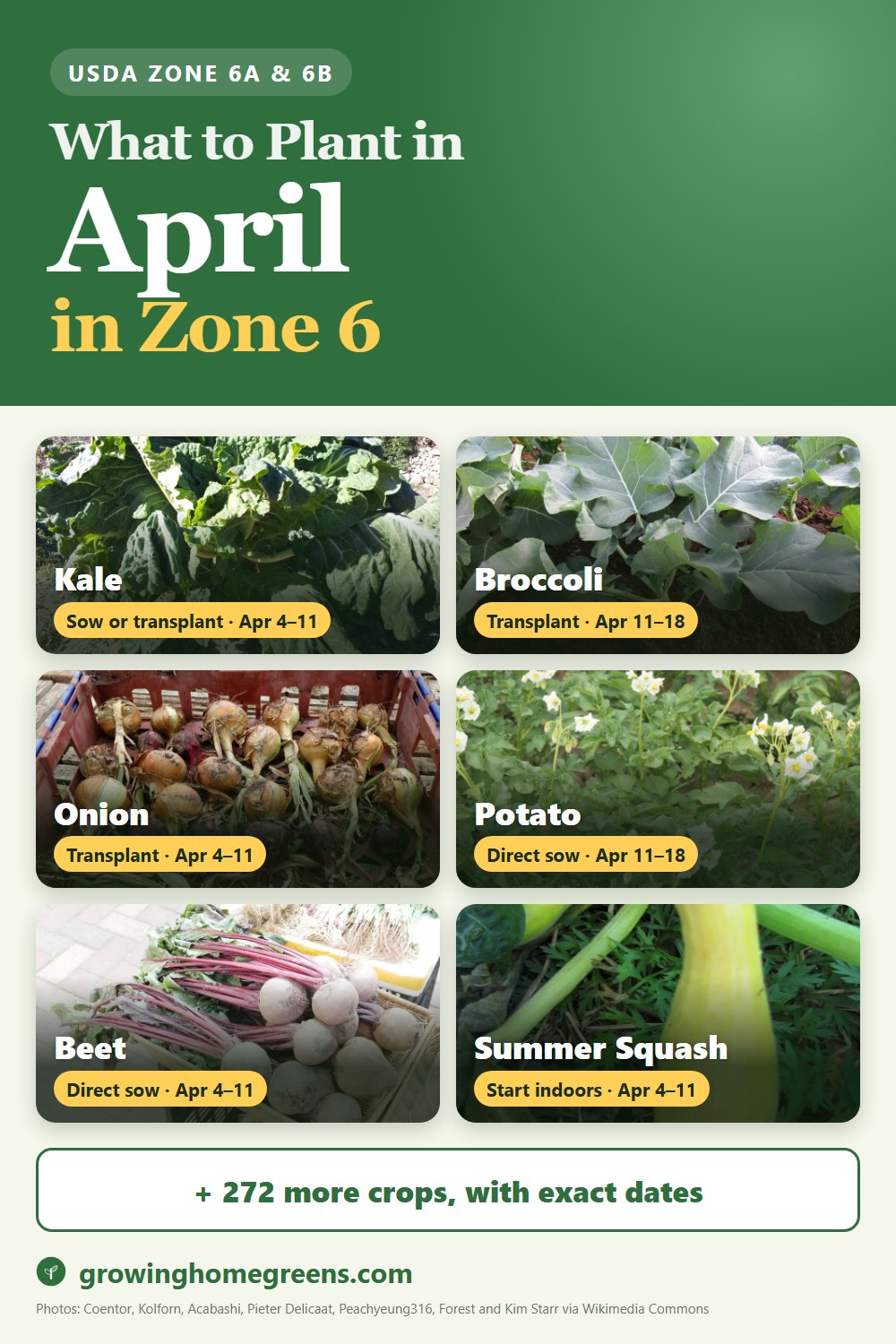 What to plant in April in zone 6: kale, broccoli, onion, potato and more