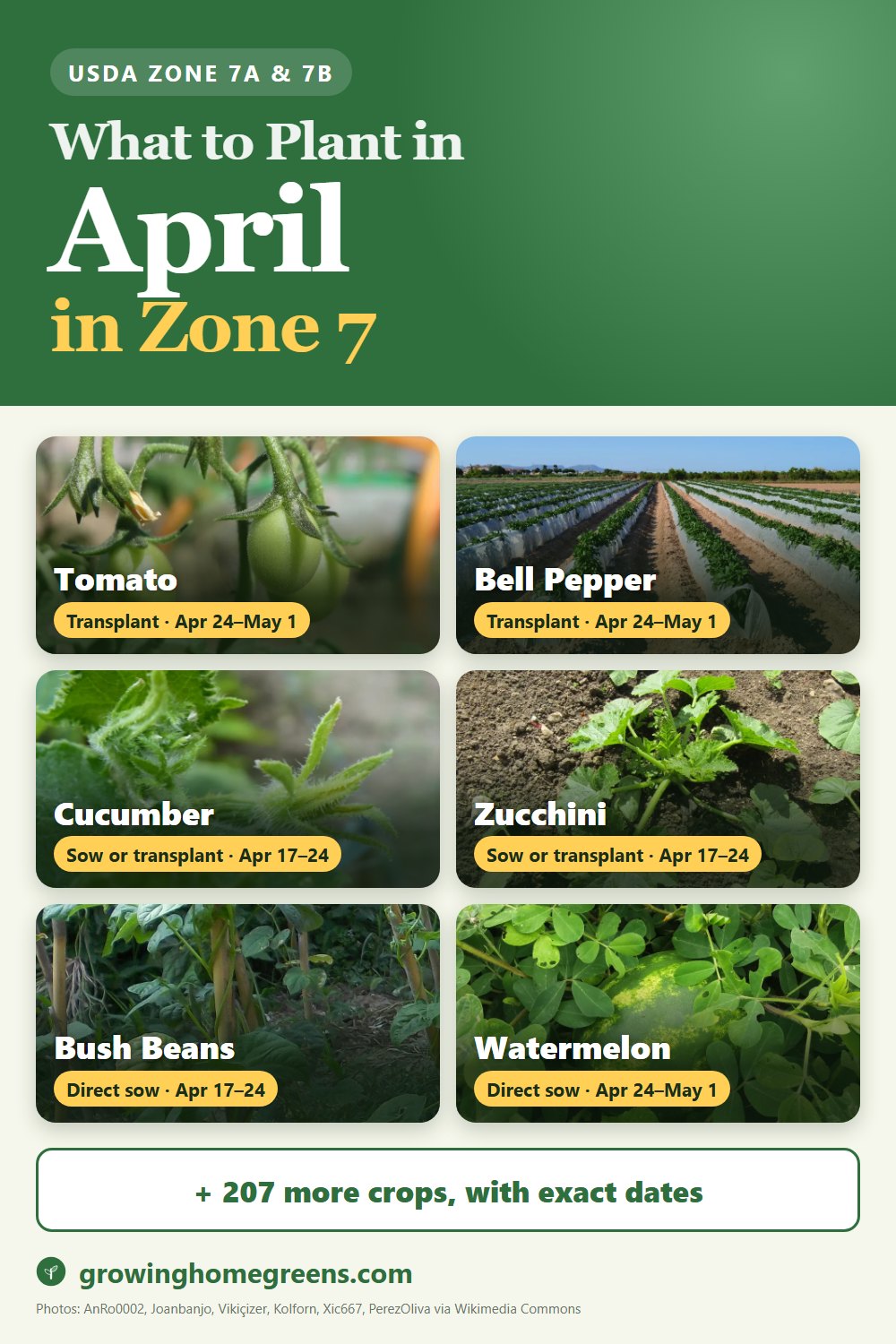 What to plant in April in zone 7: tomato, bell pepper, cucumber, zucchini and more