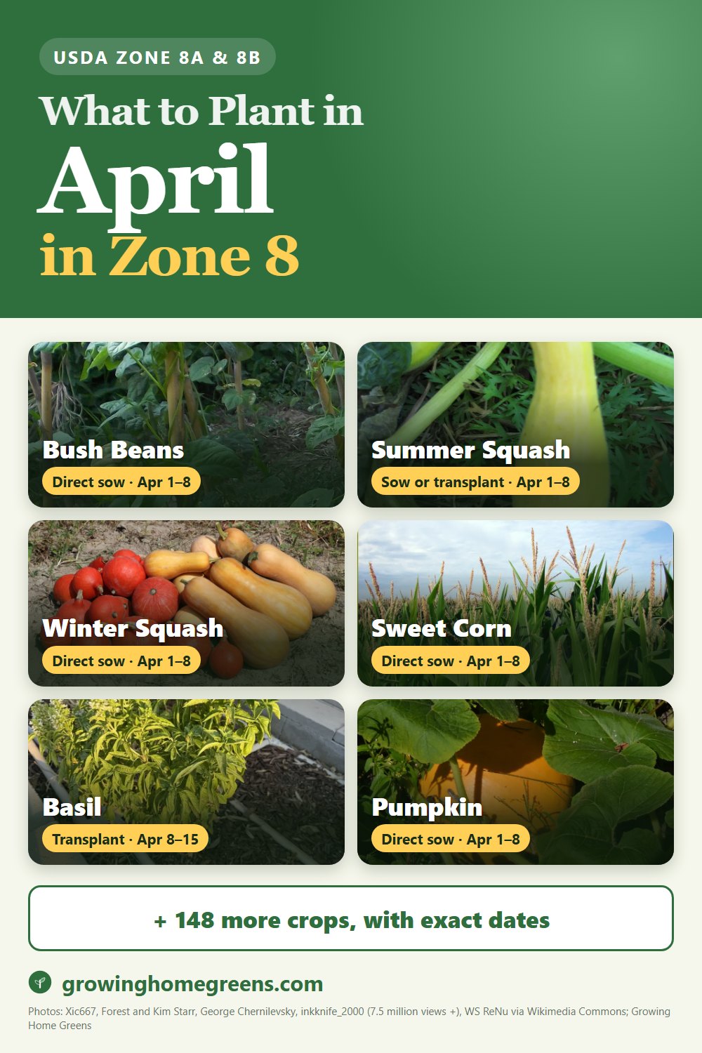 What to plant in April in zone 8: bush beans, summer squash (yellow), winter squash, sweet corn and more