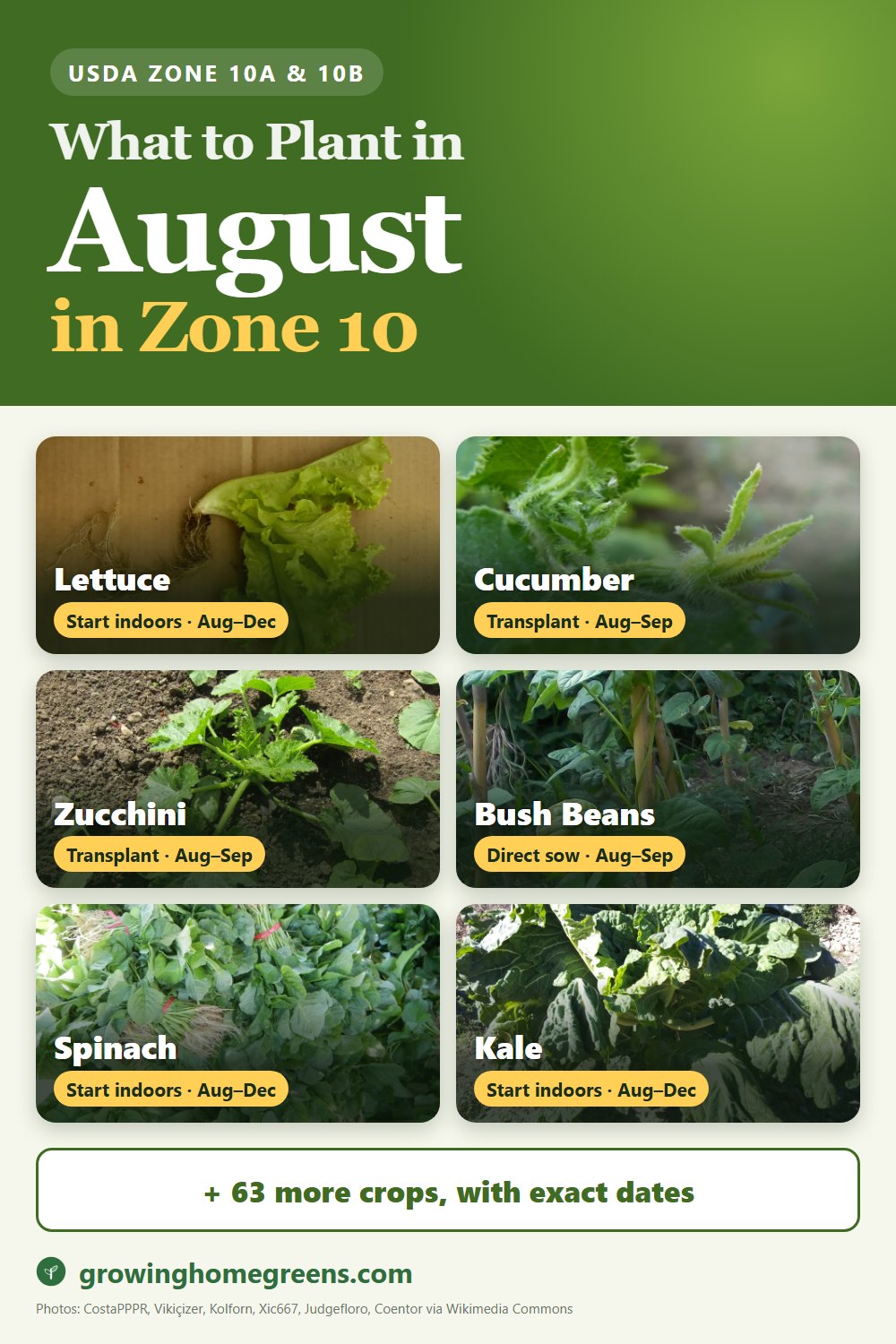 What to plant in August in zone 10: lettuce, cucumber, zucchini, bush beans and more