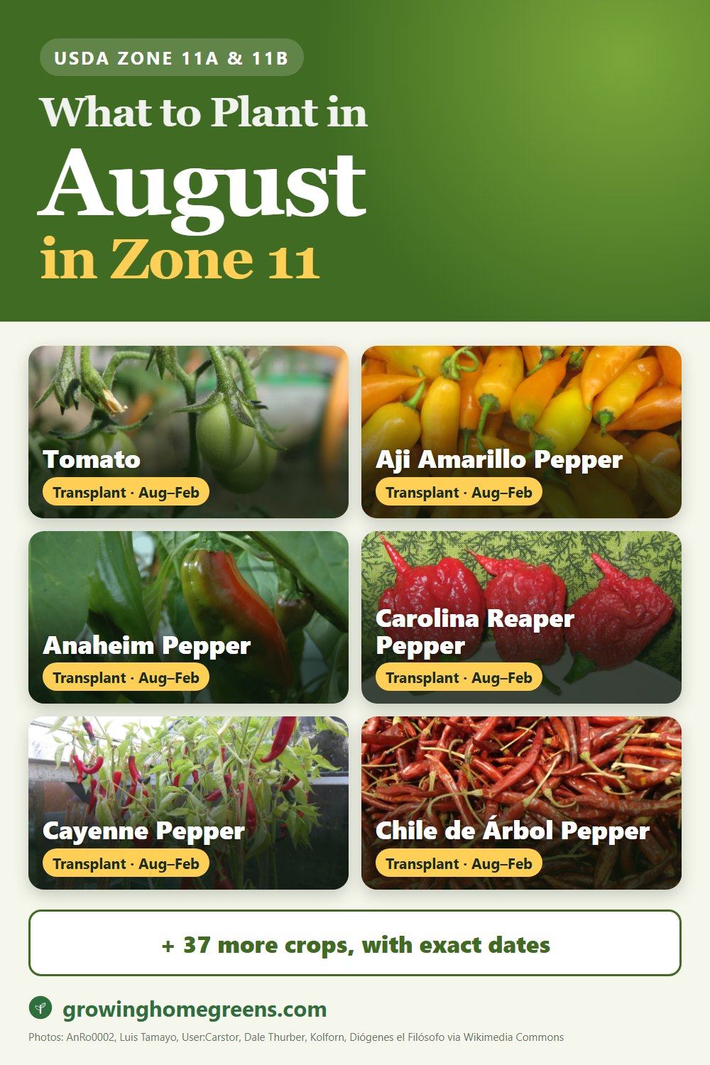 What to plant in August in zone 11: tomato, aji amarillo pepper, Anaheim pepper (New Mexico, Hatch), Carolina Reaper pepper and more