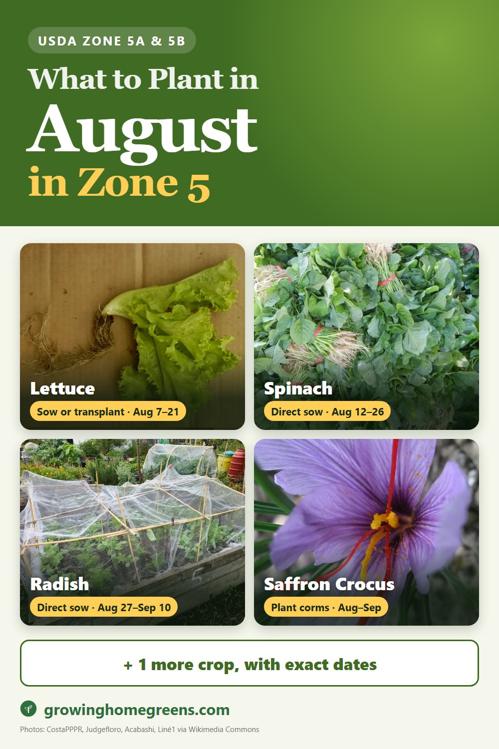 What to plant in August in zone 5: lettuce, spinach, radish, saffron crocus and more