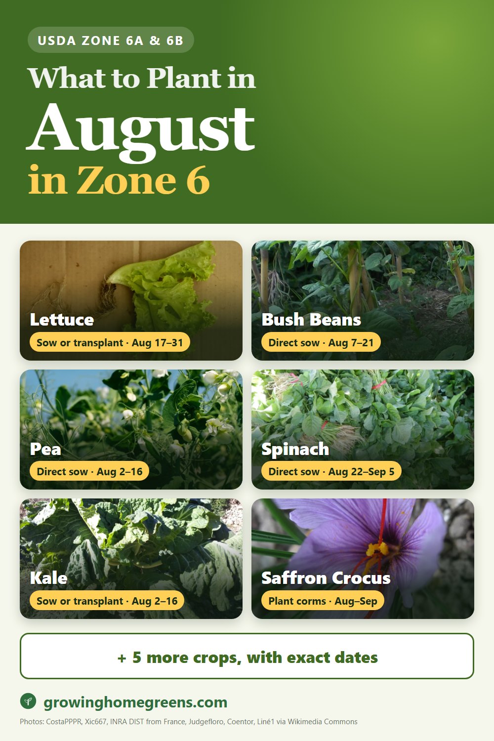 What to plant in August in zone 6: lettuce, bush beans, pea, spinach and more