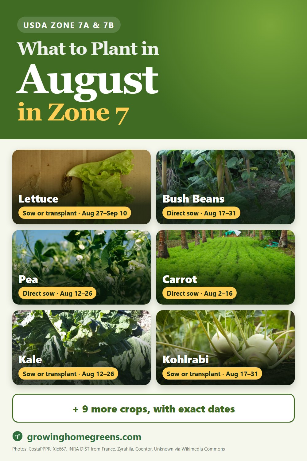 What to plant in August in zone 7: lettuce, bush beans, pea, carrot and more