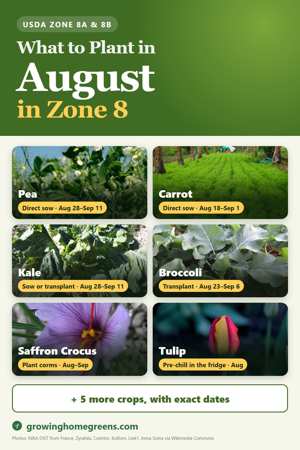 What to plant in August in zone 8: pea, carrot, kale, broccoli and more