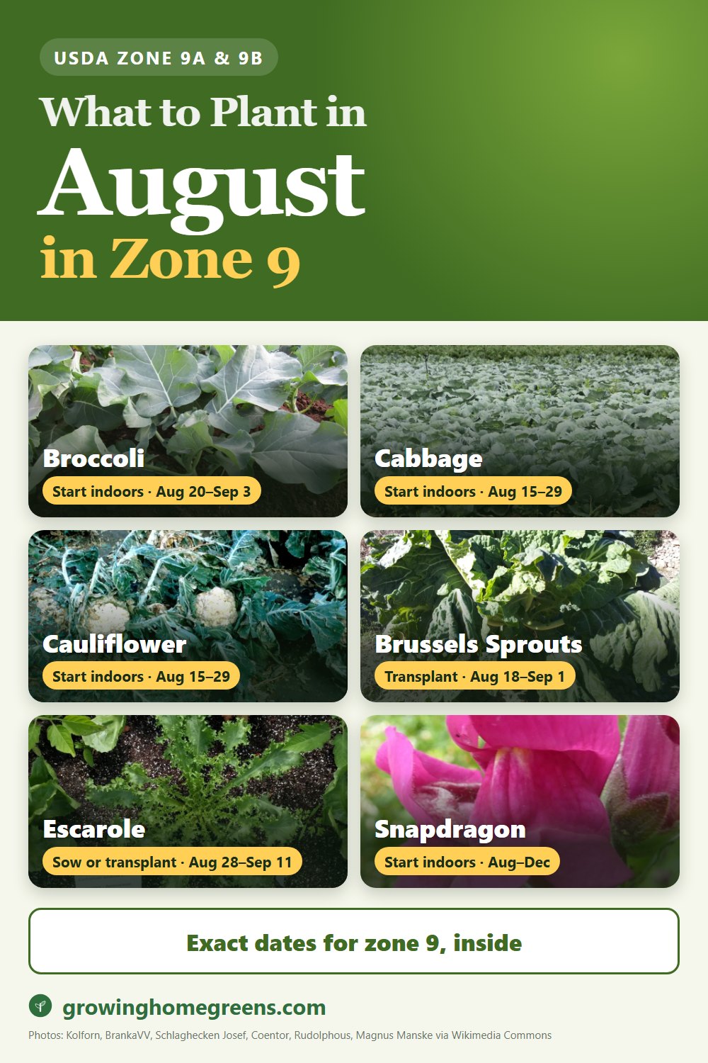 What to plant in August in zone 9: broccoli, cabbage, cauliflower, Brussels sprouts and more