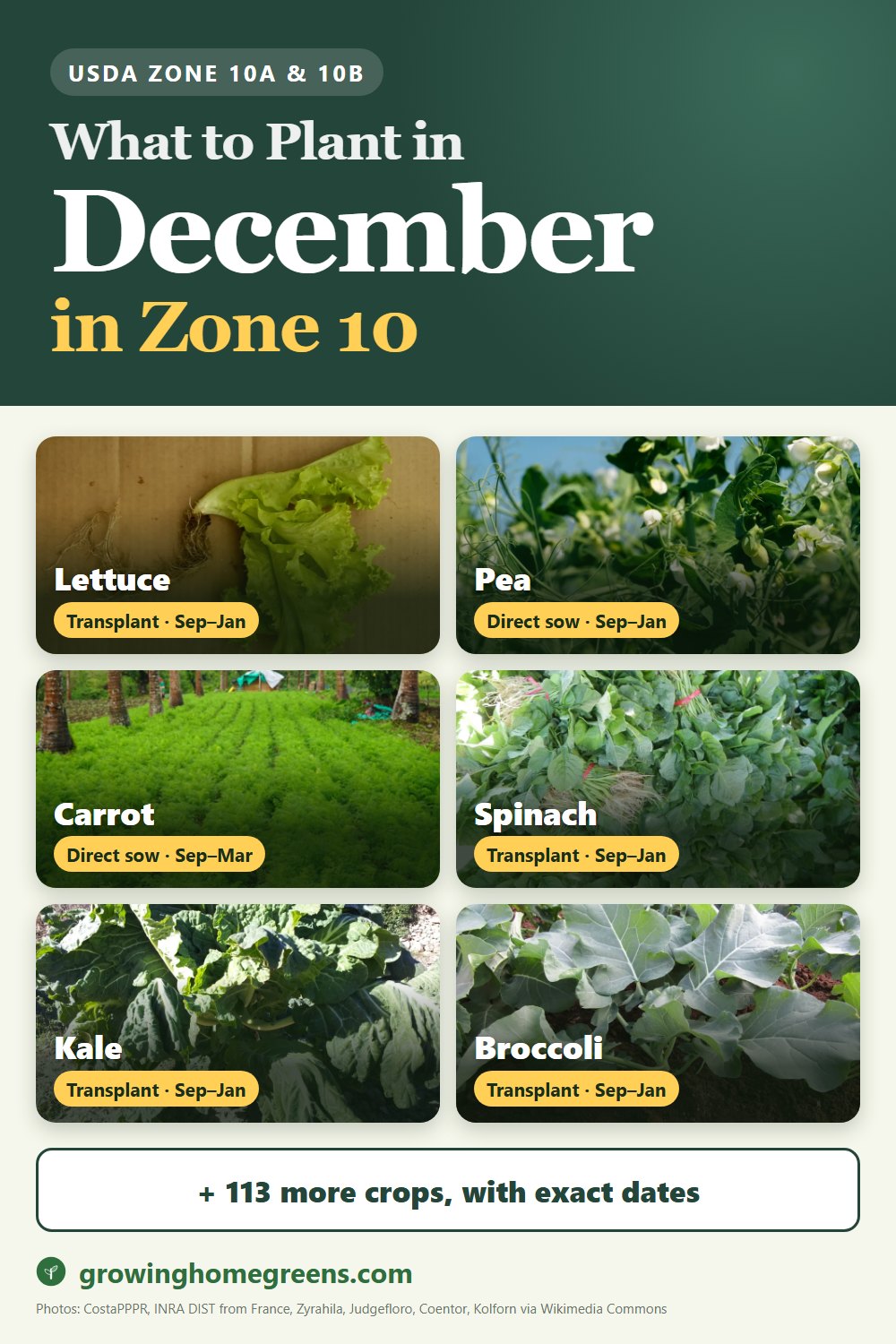 What to plant in December in zone 10: lettuce, pea, carrot, spinach and more