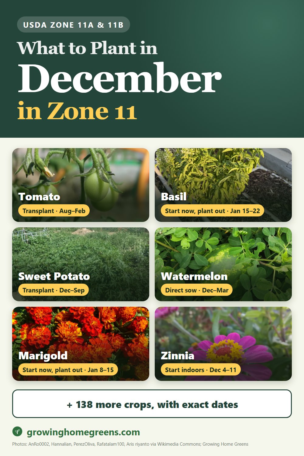 What to plant in December in zone 11: tomato, basil, sweet potato, watermelon and more