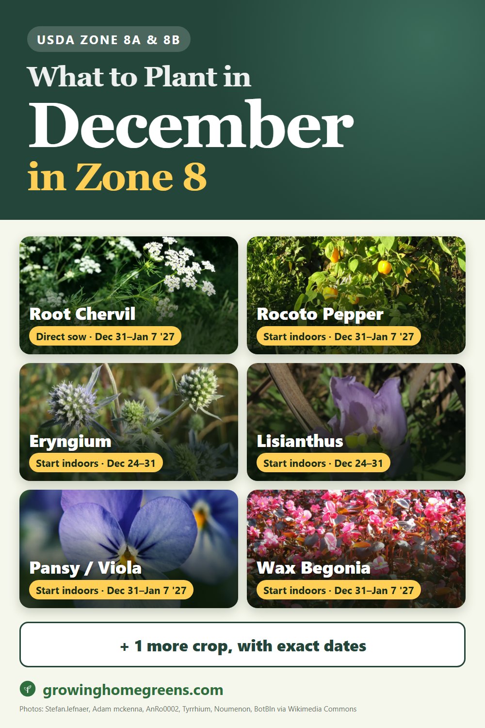 What to plant in December in zone 8: root chervil, rocoto pepper, eryngium (sea holly), lisianthus and more