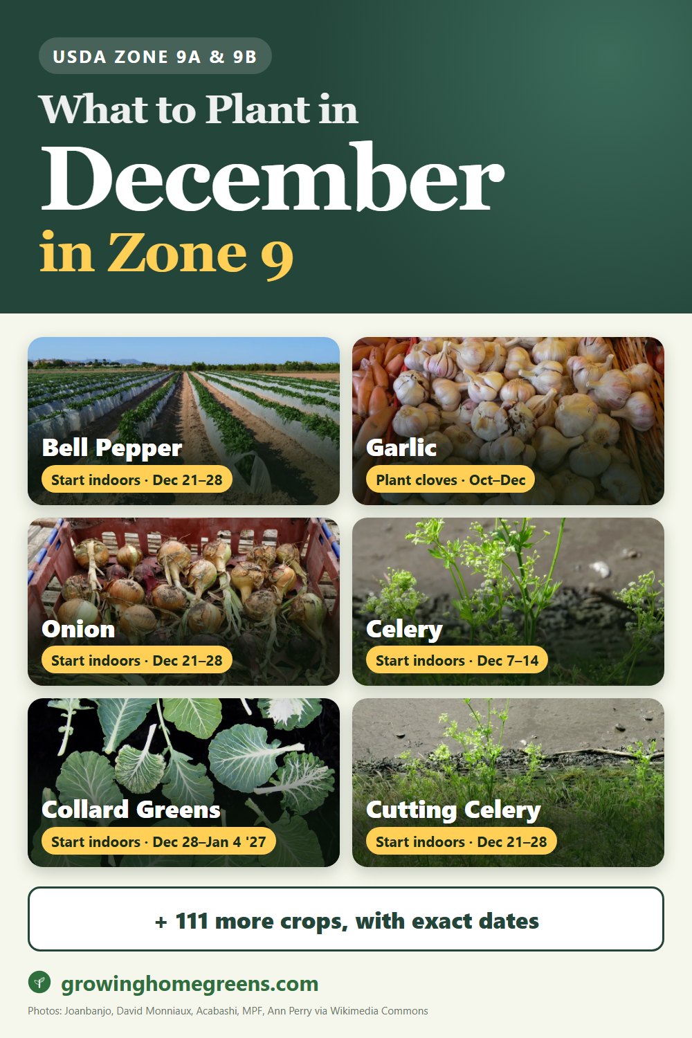 What to plant in December in zone 9: bell pepper, garlic, onion, celery and more