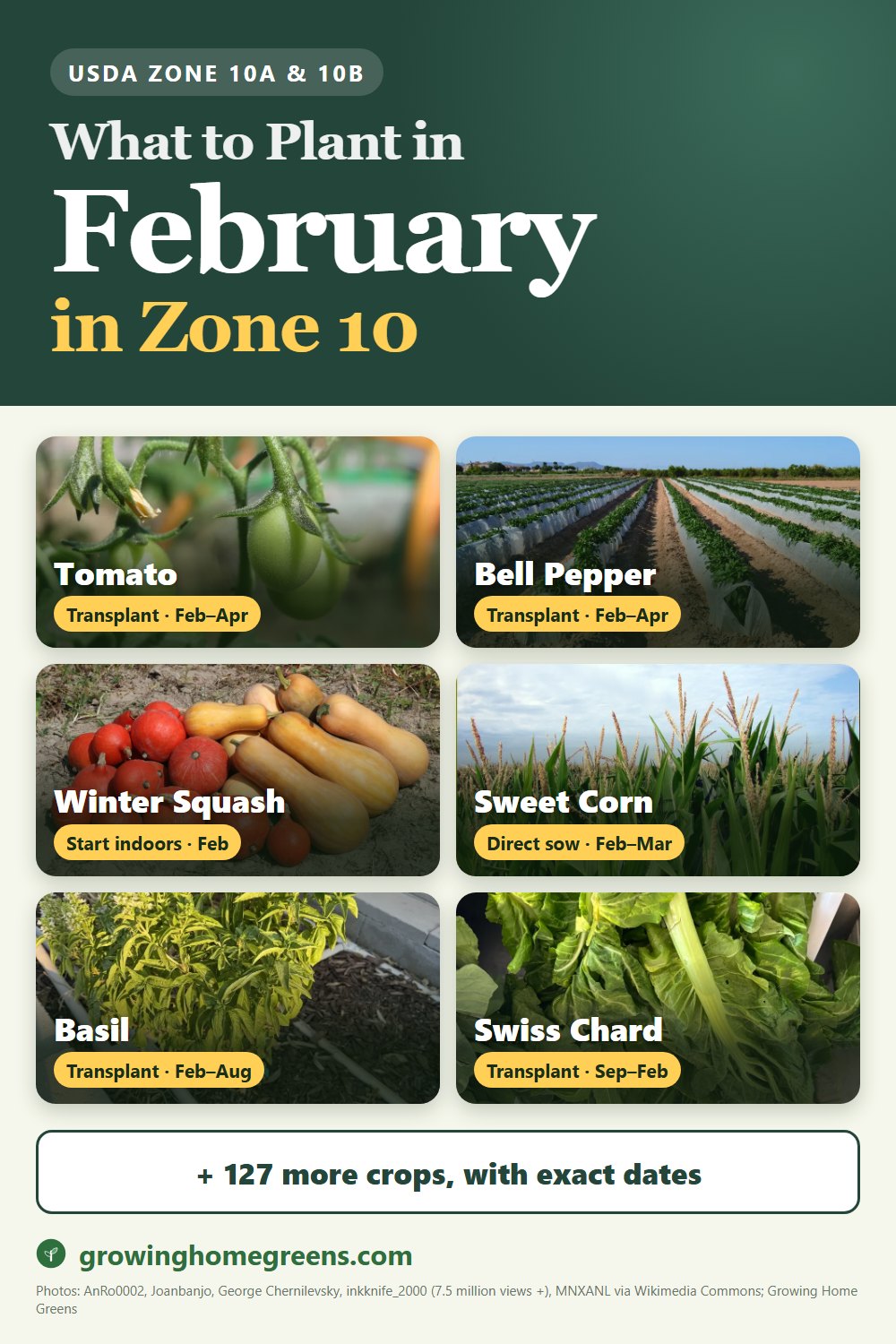 What to plant in February in zone 10: tomato, bell pepper, winter squash, sweet corn and more