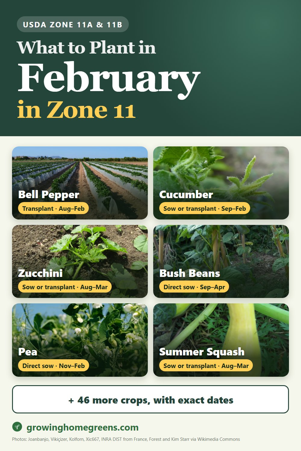 What to plant in February in zone 11: bell pepper, cucumber, zucchini, bush beans and more