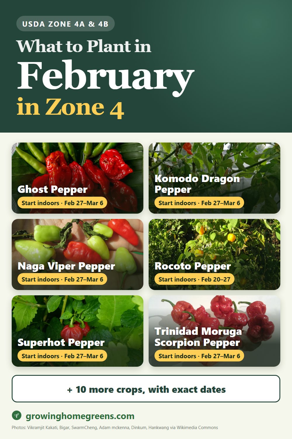 What to plant in February in zone 4: ghost pepper (bhut jolokia), Komodo Dragon pepper, Naga Viper pepper, rocoto pepper and more