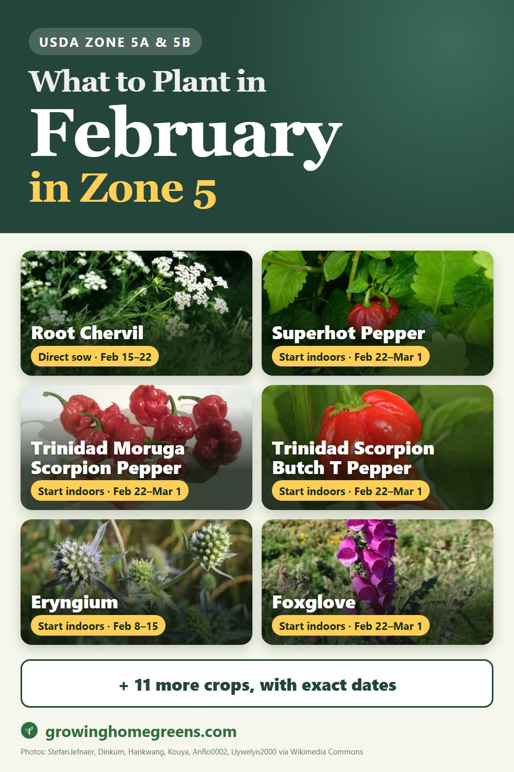 What to plant in February in zone 5: root chervil, superhot pepper (Ghost, Reaper, Scorpion), Trinidad Moruga Scorpion pepper, Trinidad Scorpion Butch T pepper and more