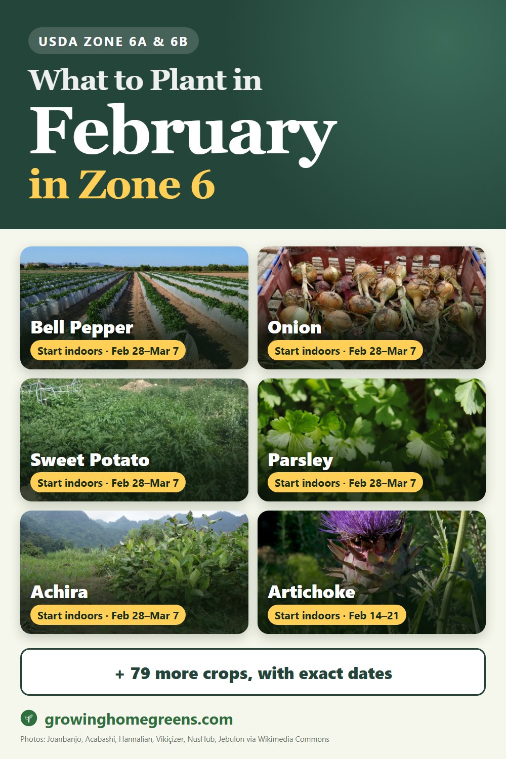 What to plant in February in zone 6: bell pepper, onion, sweet potato, parsley and more