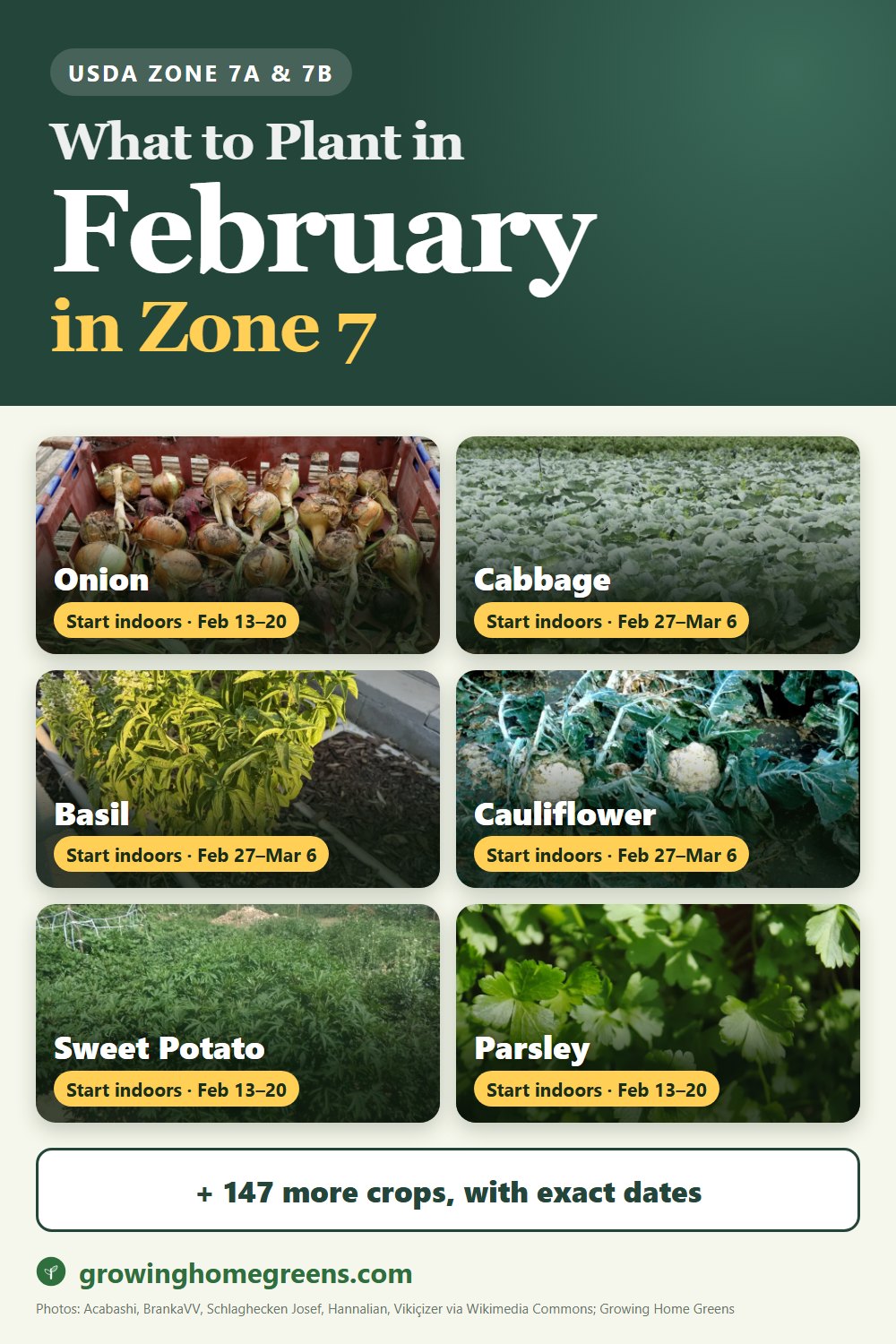 What to plant in February in zone 7: onion, cabbage, basil, cauliflower and more
