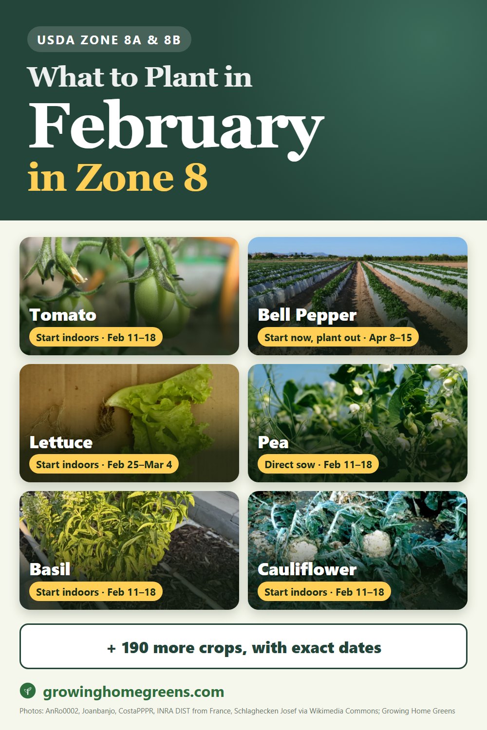 What to plant in February in zone 8: tomato, bell pepper, lettuce, pea and more