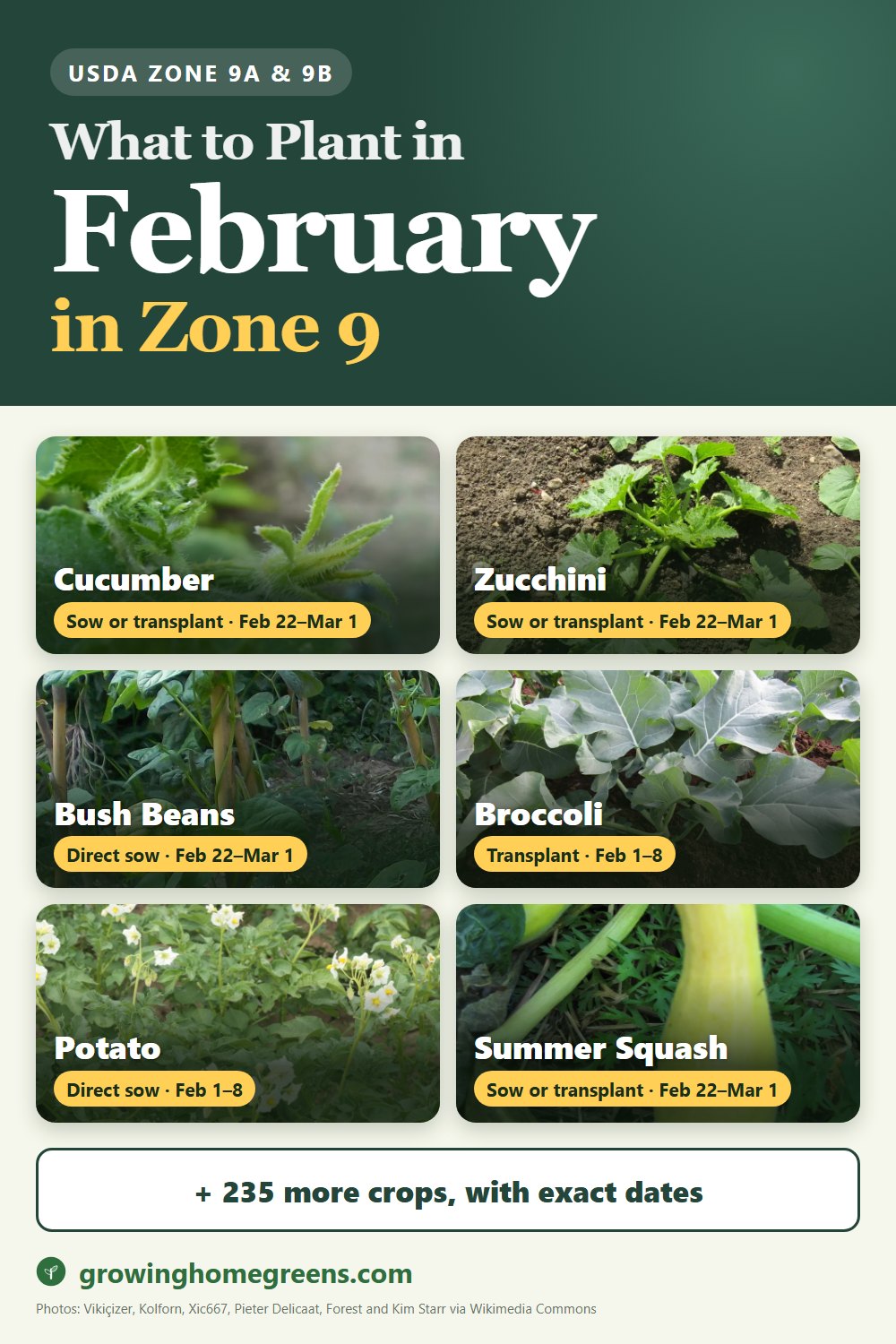 What to plant in February in zone 9: cucumber, zucchini, bush beans, broccoli and more