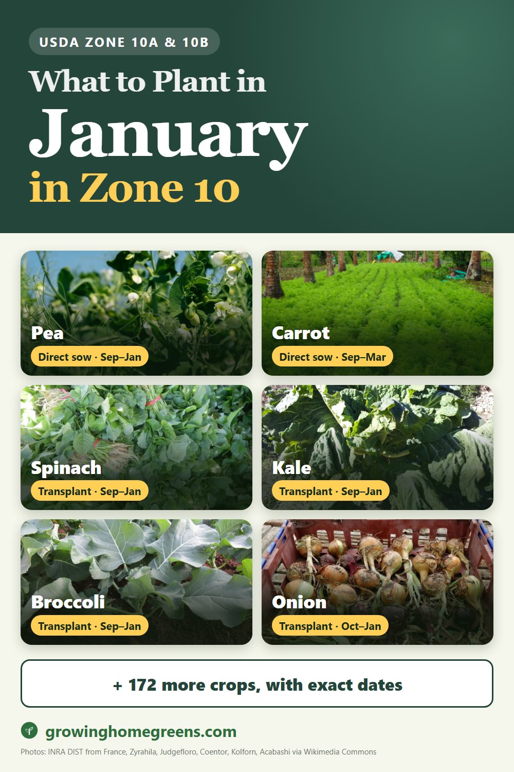 What to plant in January in zone 10: pea, carrot, spinach, kale and more