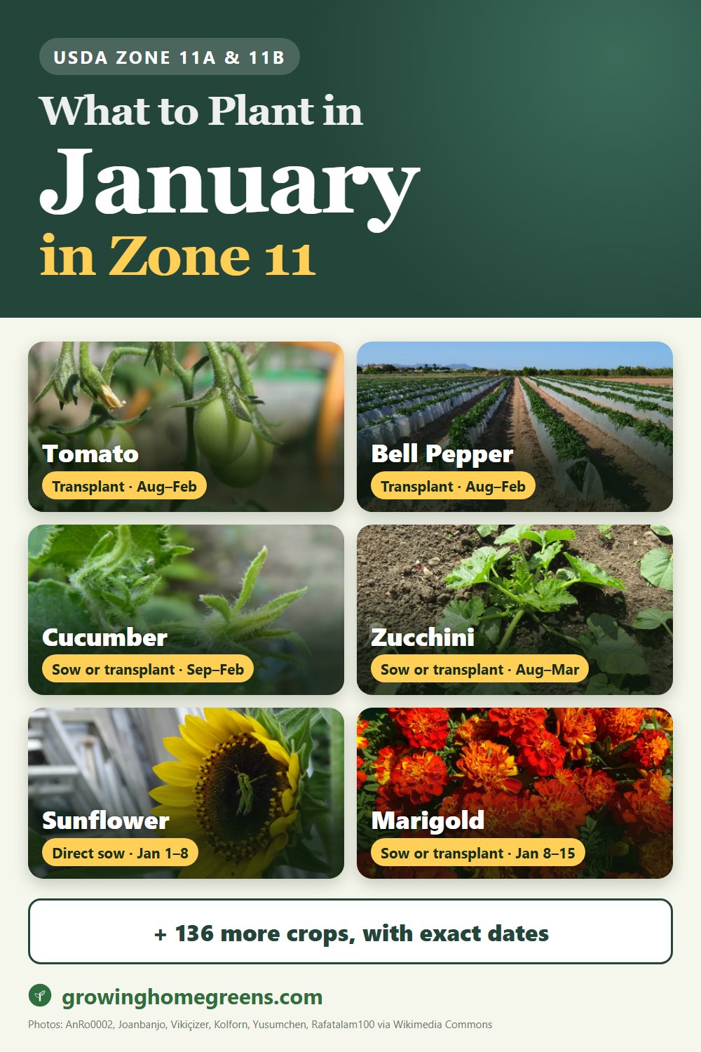 What to plant in January in zone 11: tomato, bell pepper, cucumber, zucchini and more