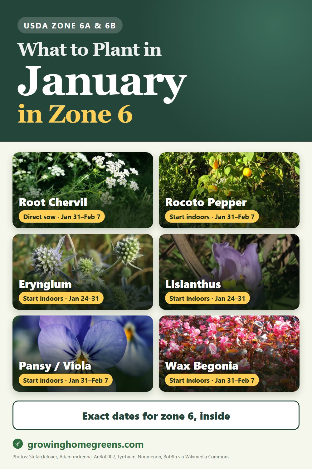 What to plant in January in zone 6: root chervil, rocoto pepper, eryngium (sea holly), lisianthus and more
