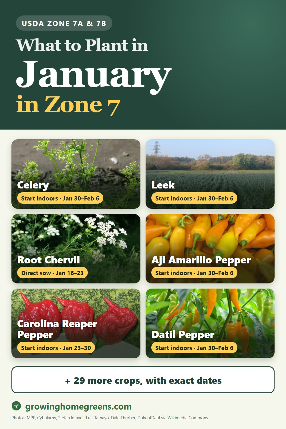 What to plant in January in zone 7: celery, leek, root chervil, aji amarillo pepper and more