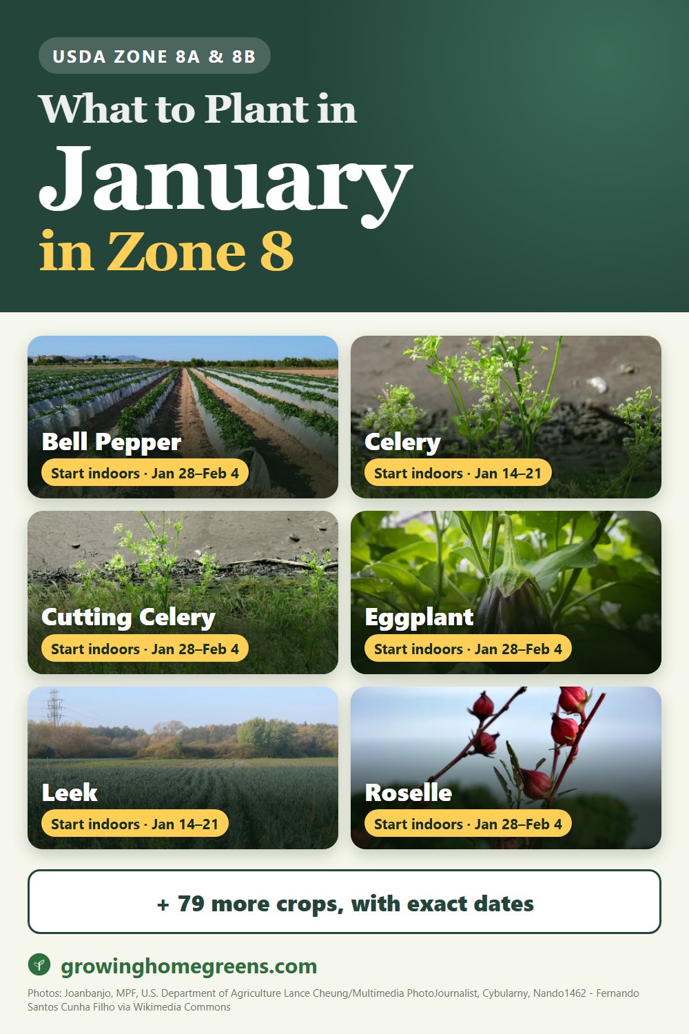 What to plant in January in zone 8: bell pepper, celery, cutting celery (leaf celery), eggplant and more